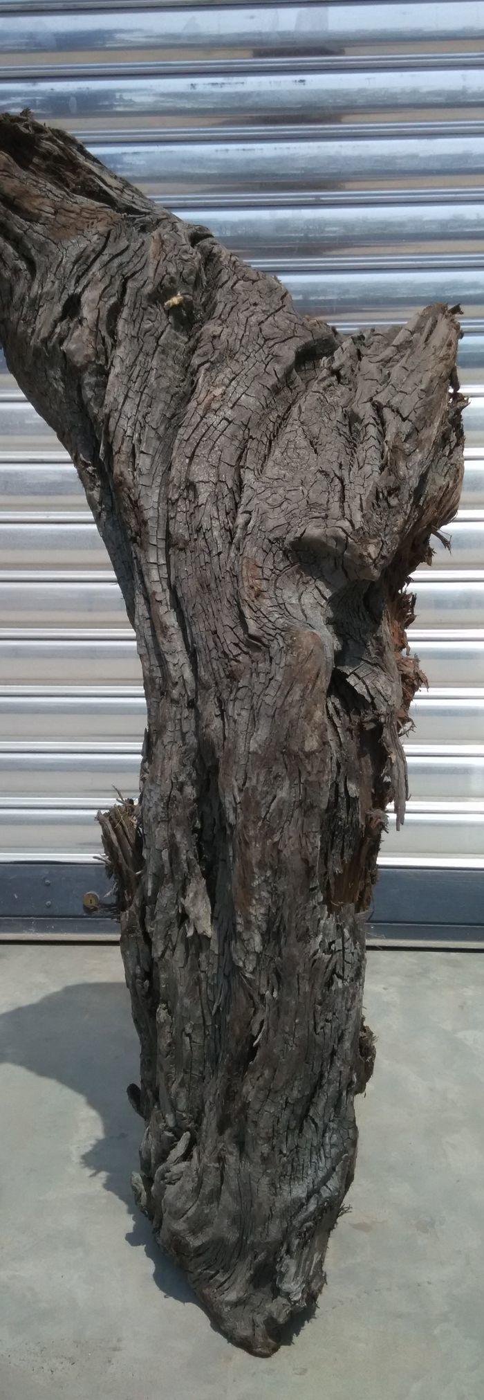 四川江底挖出的天然麻柳乌木上岸阴干两年多