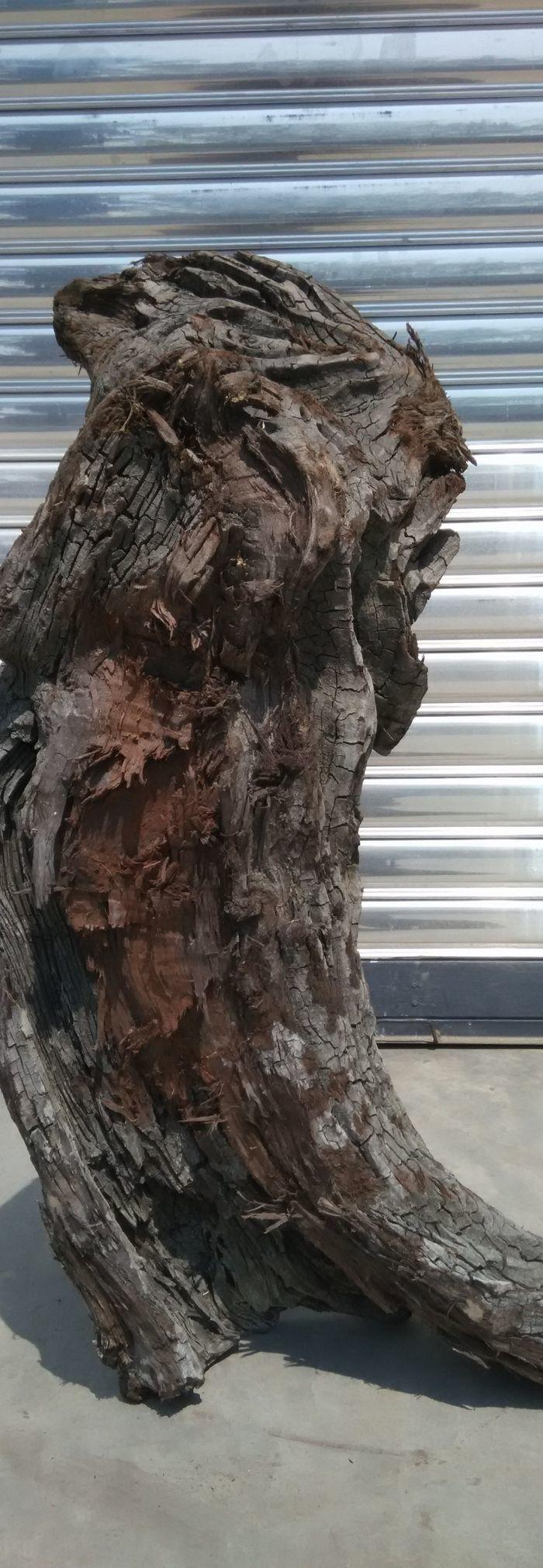 四川江底挖出的天然麻柳乌木上岸阴干两年多