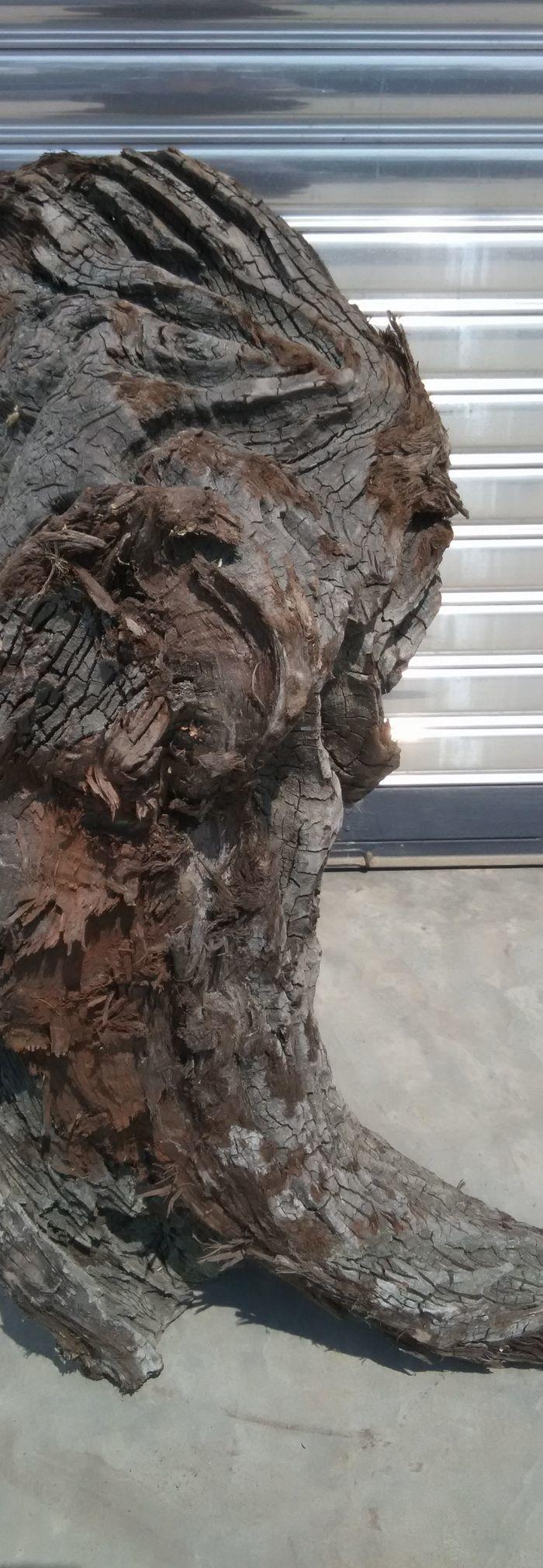 四川江底挖出的天然麻柳乌木上岸阴干两年多