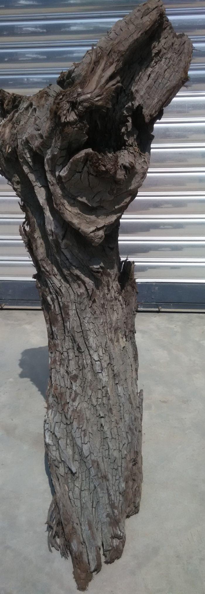 四川江底挖出的天然麻柳乌木上岸阴干两年多