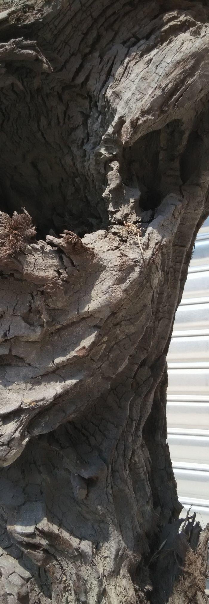 四川江底挖出的天然麻柳乌木上岸阴干两年多