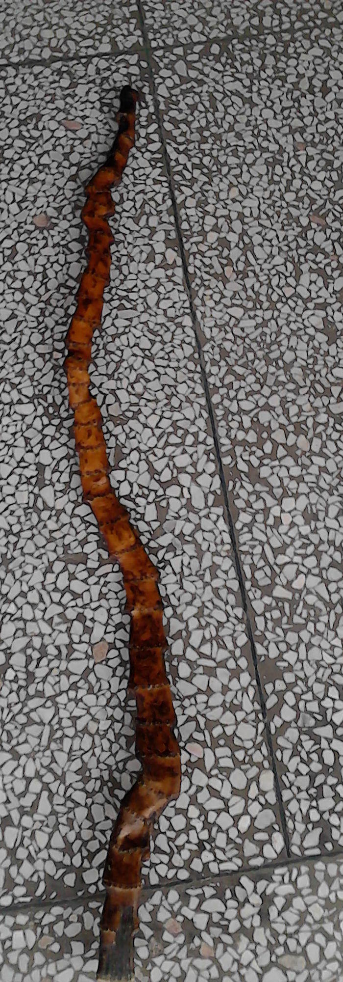 百年难遇的扁平竹根手杖