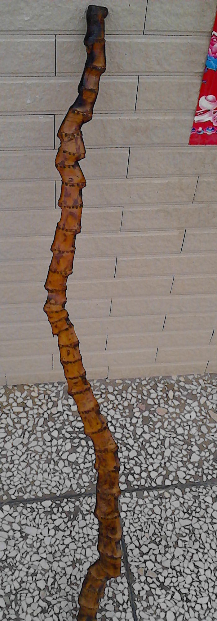 百年难遇的扁平竹根手杖