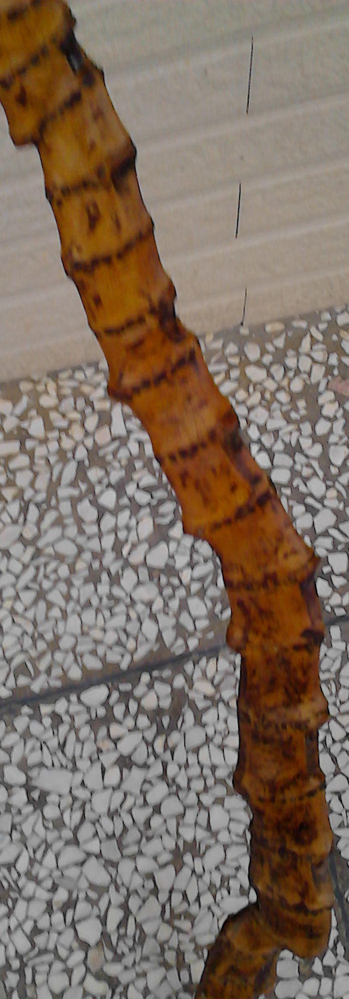 百年难遇的扁平竹根手杖