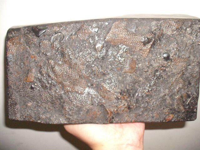 四亿年前志留纪海洋中的窗格苔藓虫化石