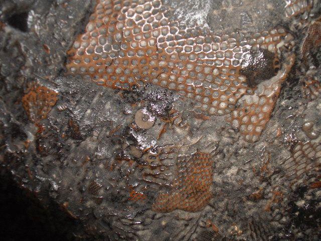 四亿年前志留纪海洋中的窗格苔藓虫化石