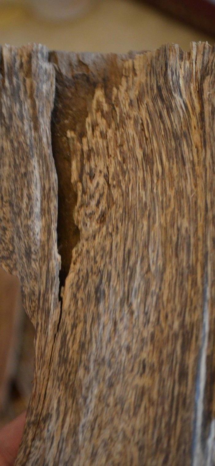 越南野生沉香虫漏