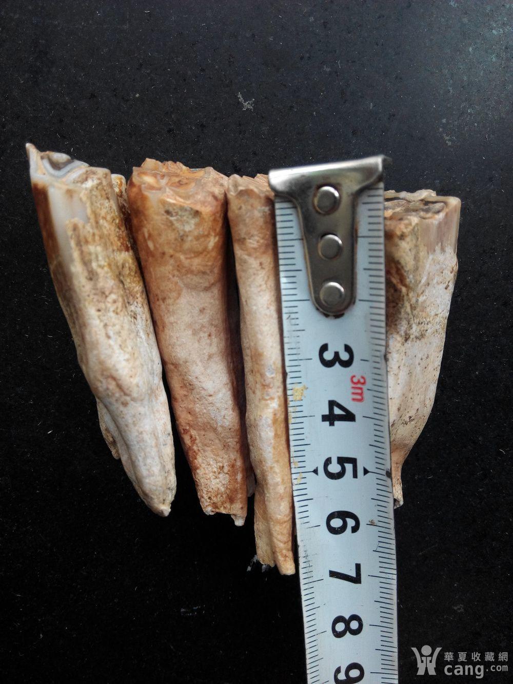 古代大型动物牙齿化石