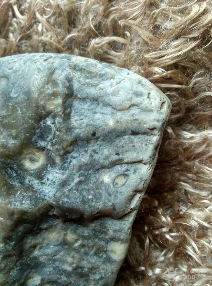 描述:轮廓清晰,形态不同,蜓科化石