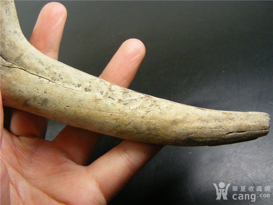 良渚文化随葬大型兽角(尺寸大)