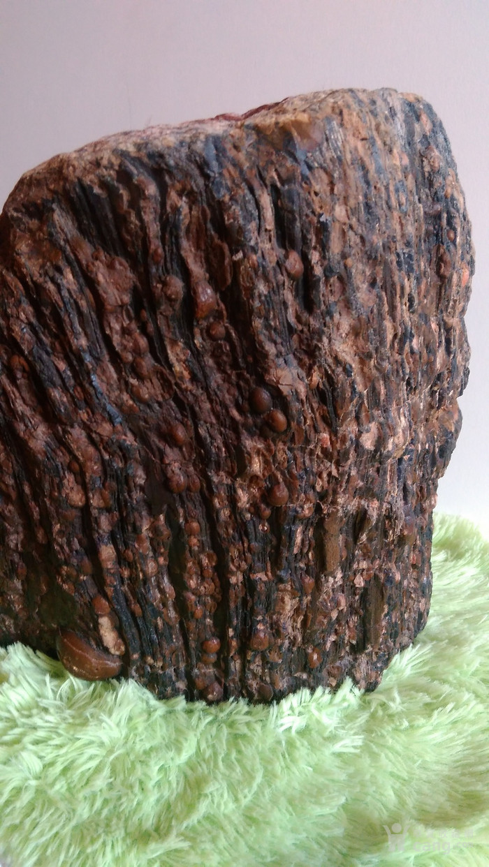 极品罕见木化石