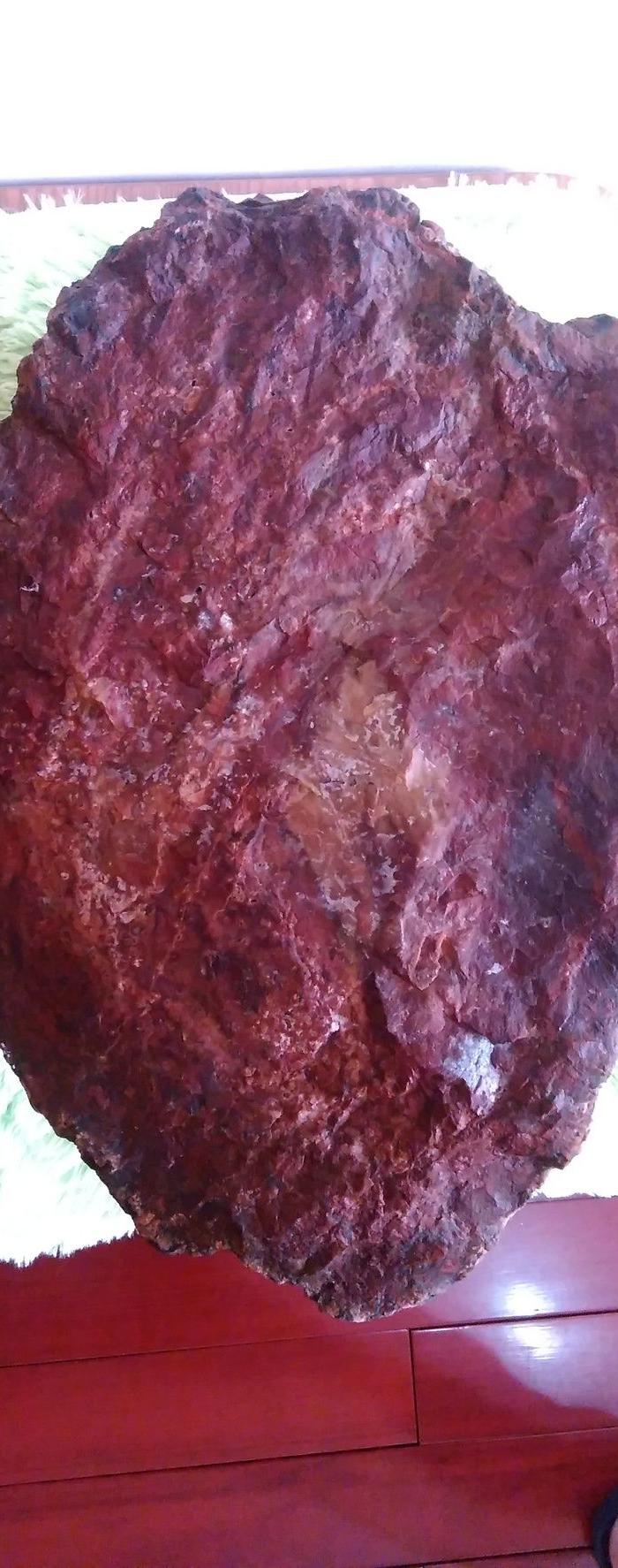 极品罕见木化石