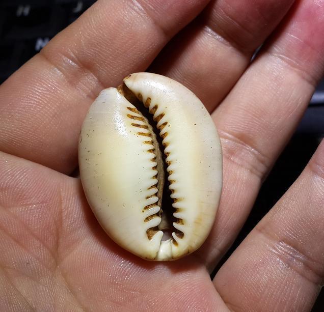 清代 老贝壳 把玩 掉件