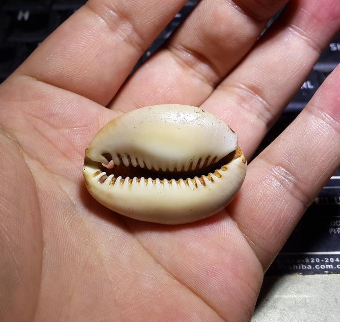 清代 老贝壳 把玩 掉件