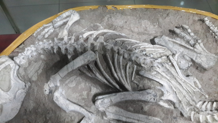 巨鹰化石图片