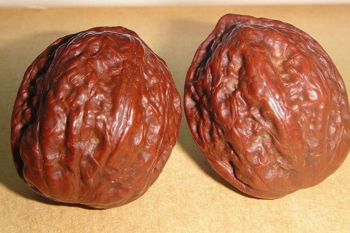 东北老核桃秋子一对