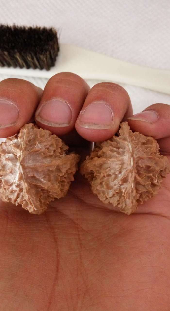 秋中名品 龙骨秋子楸子文玩核桃 粗筋龙骨