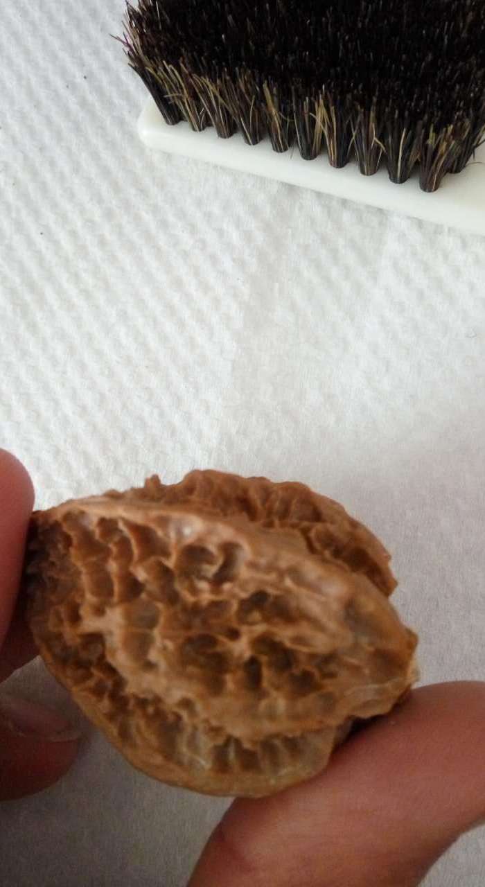 秋中名品 龙骨秋子楸子文玩核桃 粗筋龙骨