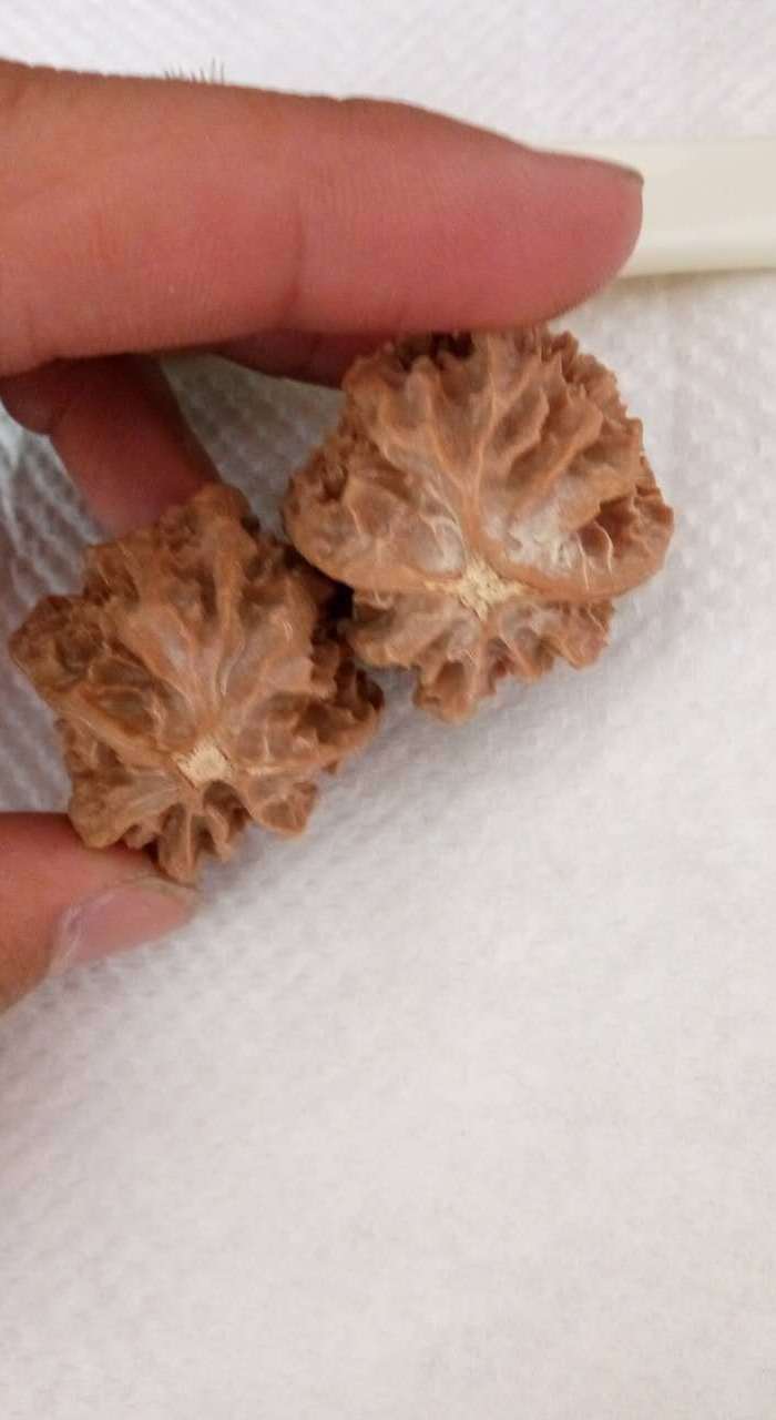 秋中名品 龙骨秋子楸子文玩核桃 粗筋龙骨