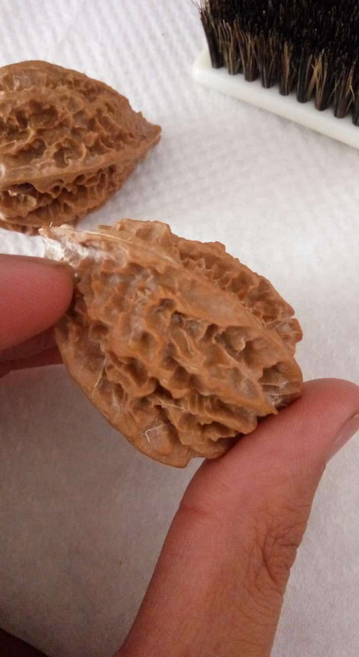 秋中名品 龙骨秋子楸子文玩核桃 粗筋龙骨