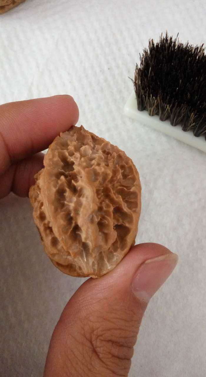 秋中名品 龙骨秋子楸子文玩核桃 粗筋龙骨