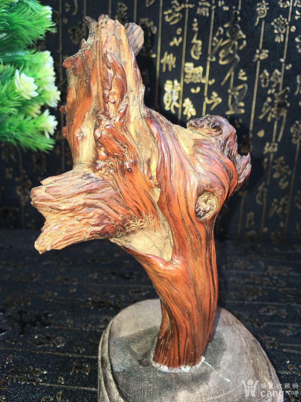 太行崖柏陈华料,一物一世界,纹理清晰漂亮