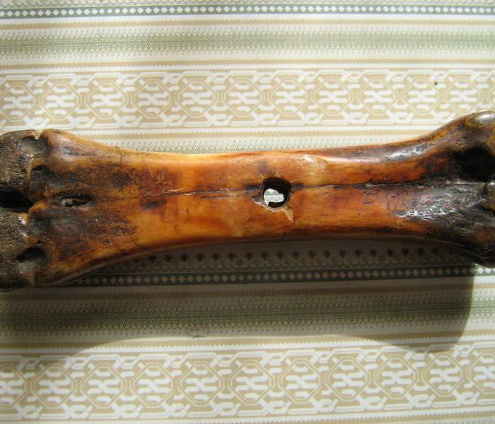 不知道什么骨头 是老的