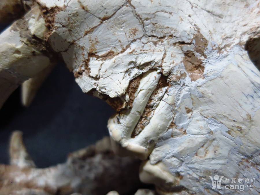 中国洞狮化石图片