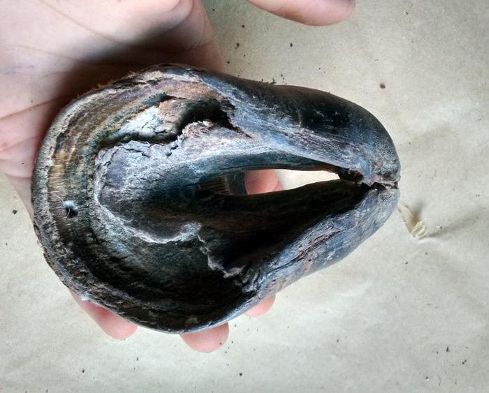 辟邪黑驴蹄子一个