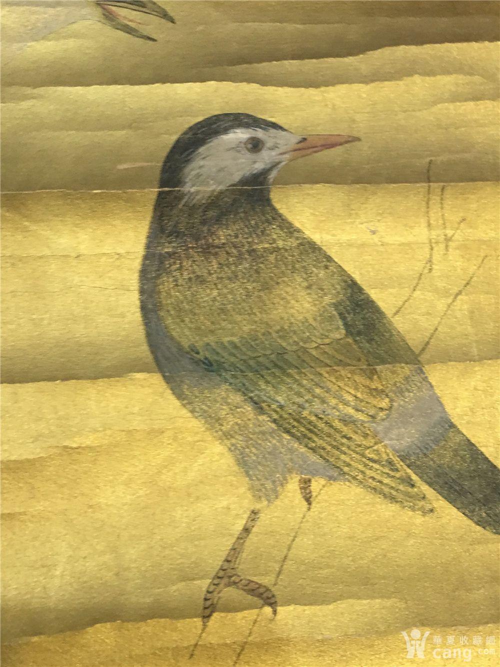 宫廷画家郎世宁画鸟图