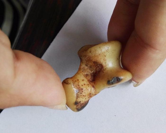 狼拐 俗称 狼噶啦哈