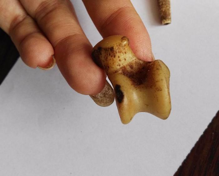 狼拐 俗称 狼噶啦哈