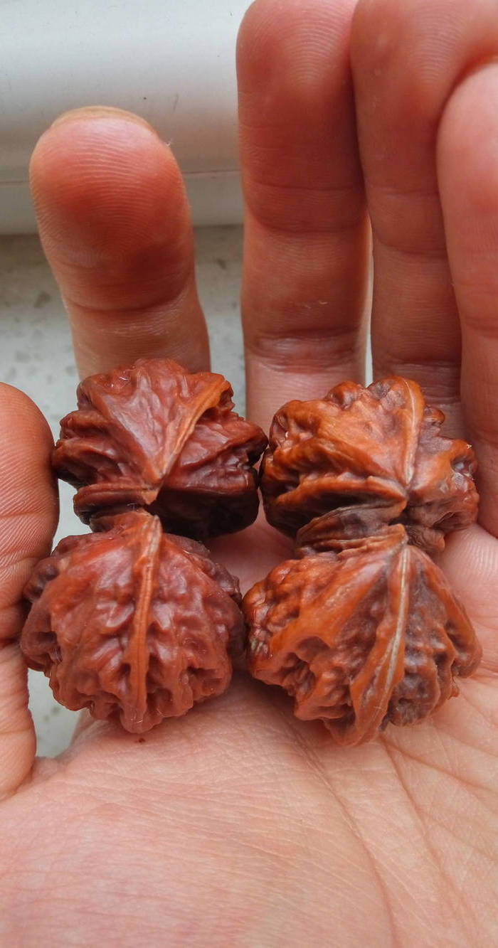 包快递:精配 边46 的双棒连体秋子核桃