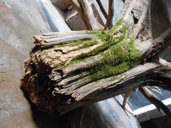 极品蜜香柏生命的魅力_地摊交易_华夏收藏网