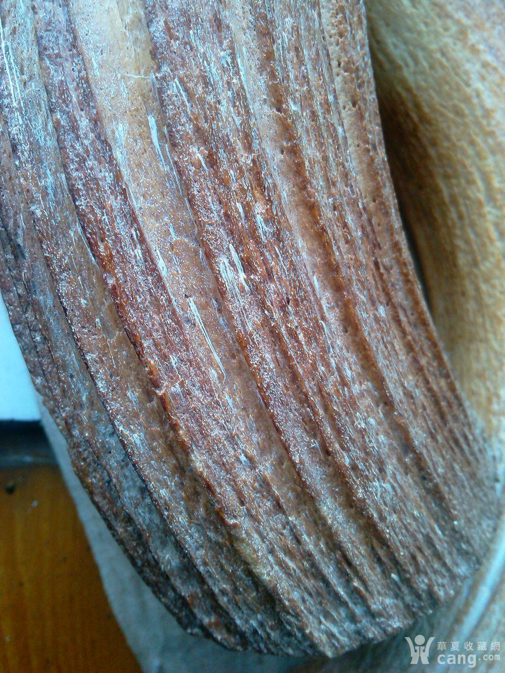 一对老牛角(化石)