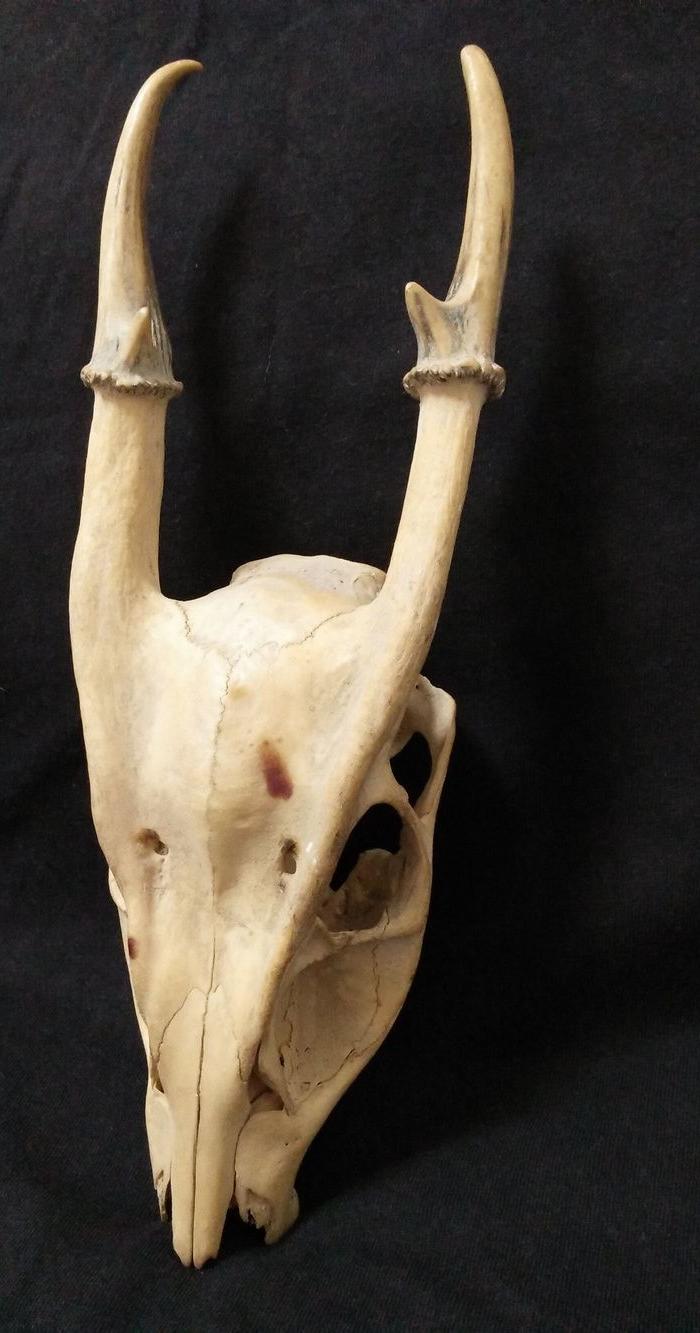 民国野生雄狍子(麂)头骨
