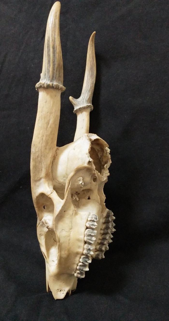 民国野生雄狍子(麂)头骨