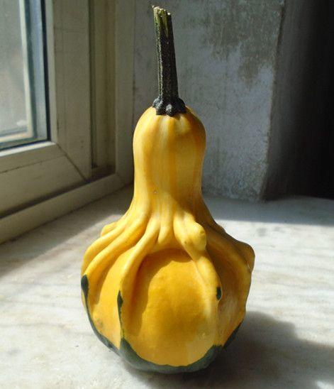 黄色异形葫芦(保真葫芦).