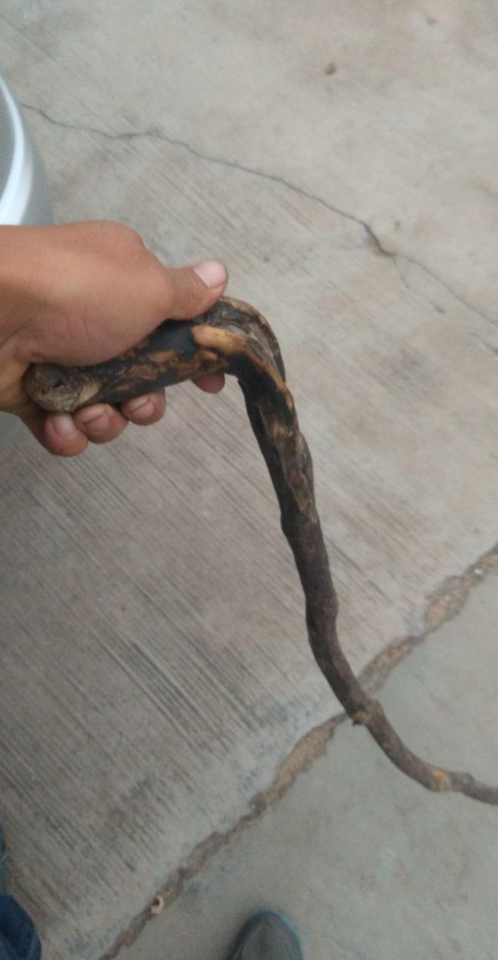 民国老枣木手杖