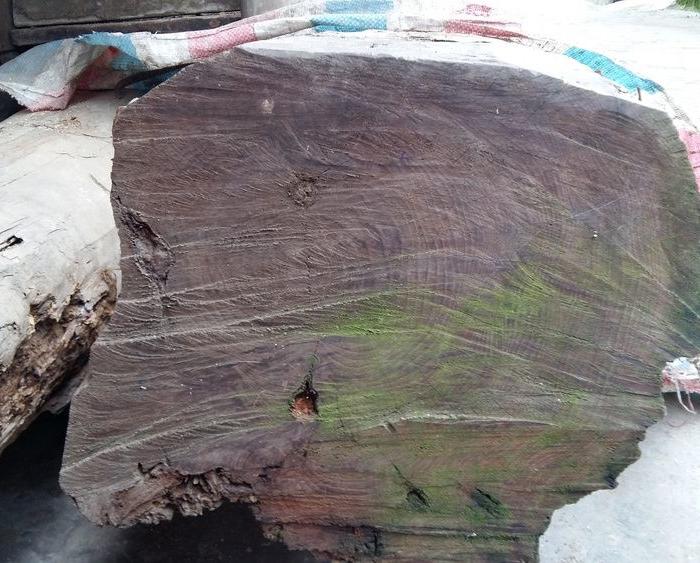 两根珍贵的红豆杉木料一齐走