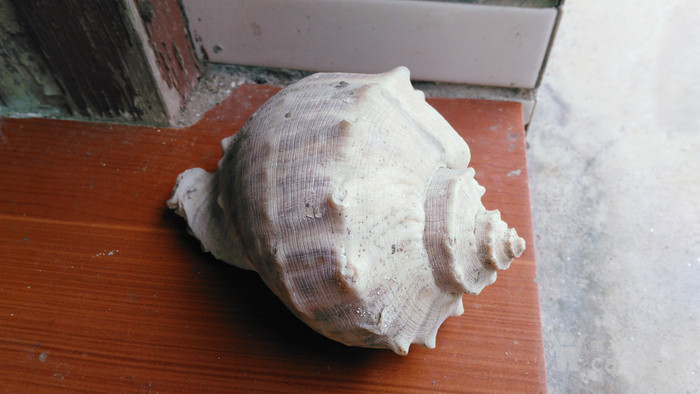 大海螺壳