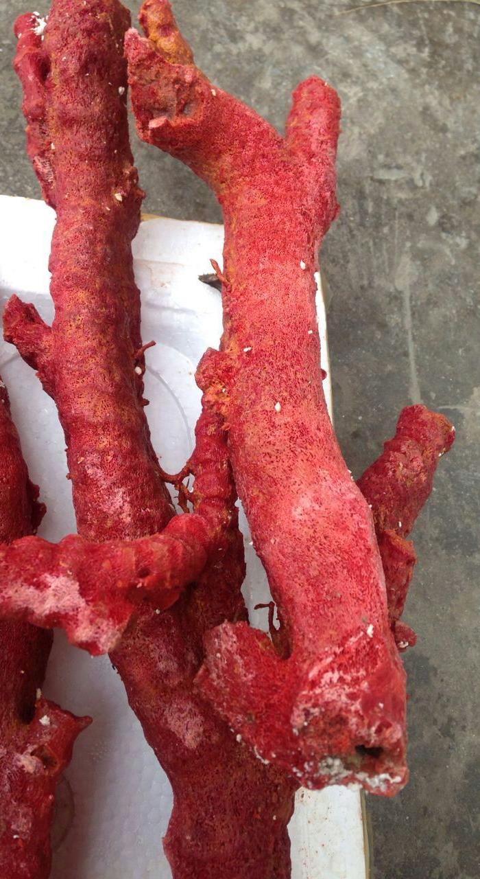 原枝红珊瑚,国外回流