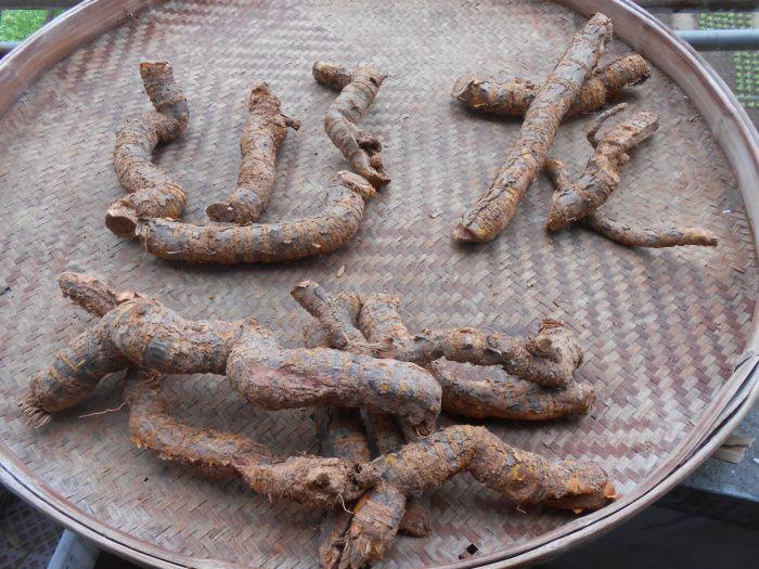 六斤重野生*峰山采集钻山龙名贵草药十五根