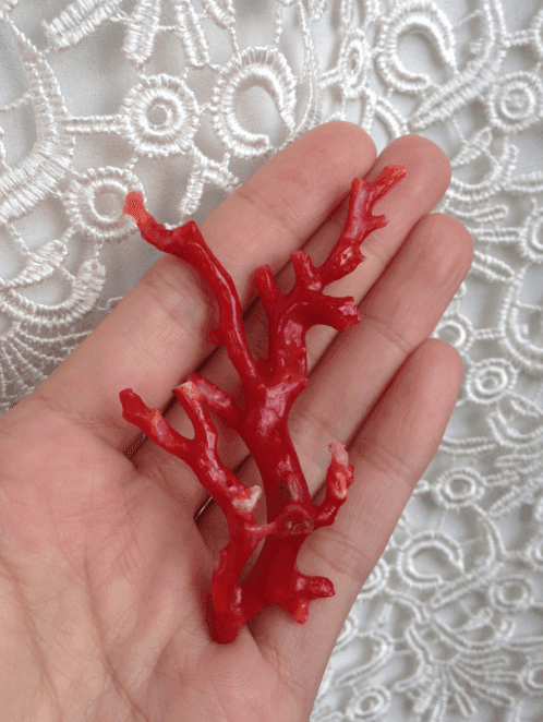 纯天然日本阿卡红珊瑚树摆件 整树无拼接 投资收藏