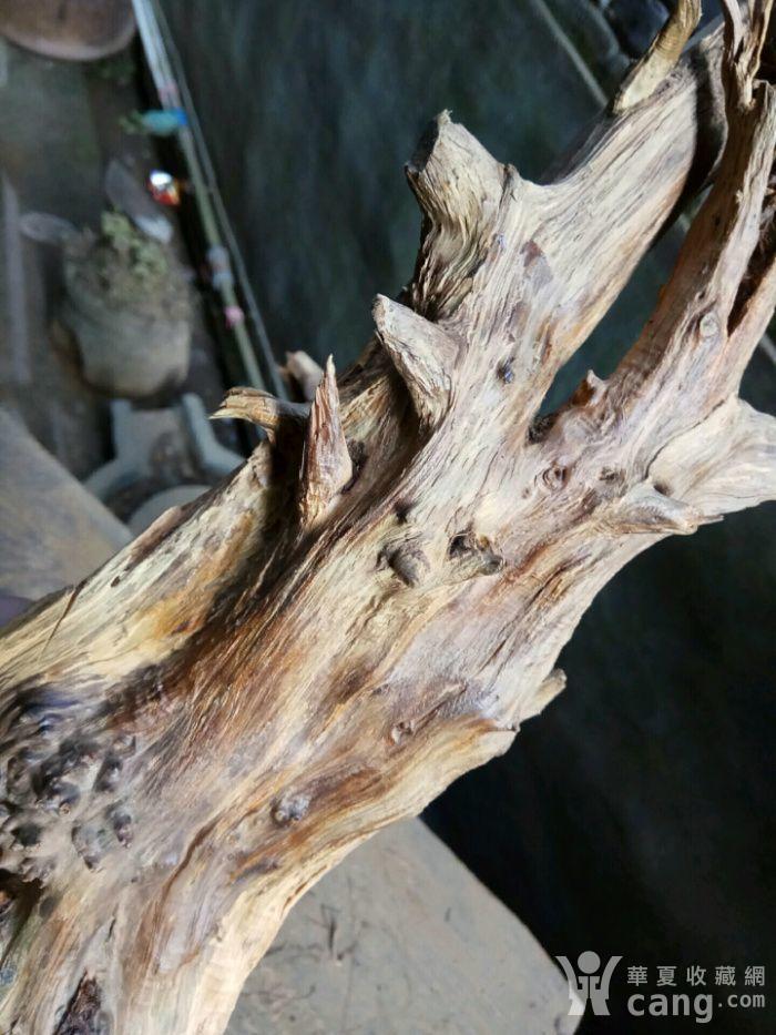 钟级特优花蜜味蜜香柏蜜瘤花高油高香造型毛料一颗_地摊交易_华夏收藏