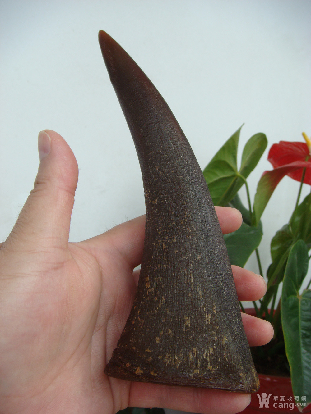 爪哇犀,最珍贵的香犀,也叫文犀,水犀,是现在世界上仅存的5种犀牛中最