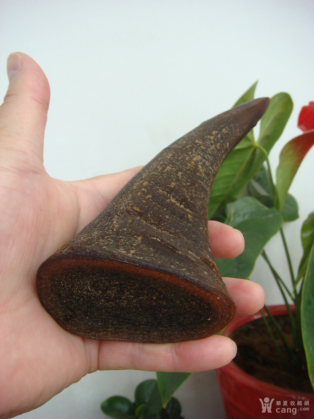 爪哇犀,最珍贵的香犀,也叫文犀,水犀,是现在世界上仅存的5种犀牛中最