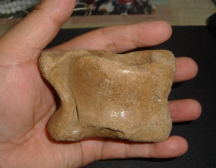 野牛骨化石