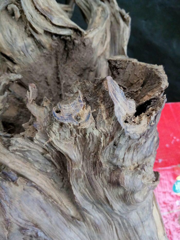 《高山险峻出好柏》12.3斤七星级高油高香花蜜果味百年蜜香柏