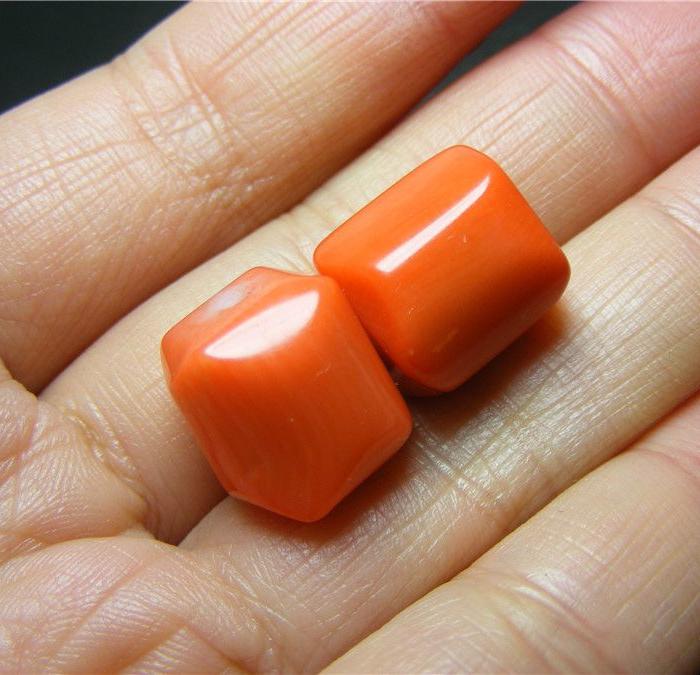 *一起来的染色海竹勒子2枚(可当标本)